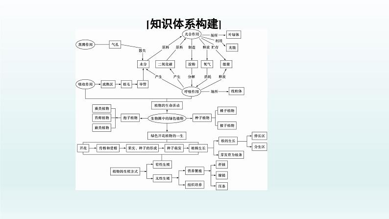 中考生物总复习课件：专题三　生物圈中的绿色植物02