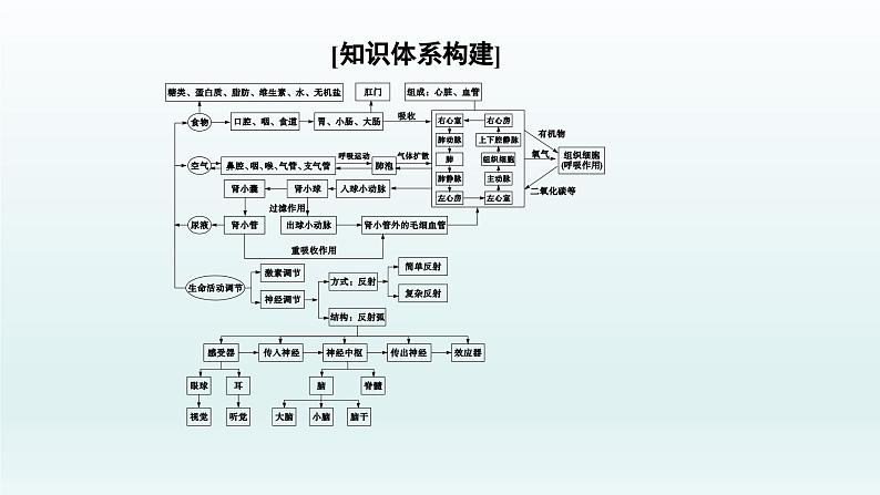 中考生物总复习课件：专题四　生物圈中的人02