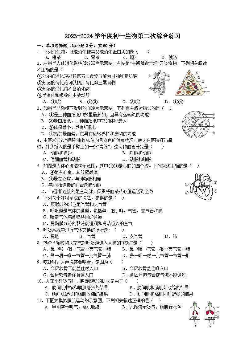 17，广东省揭阳市普宁市城东中学2023-2024学年七年级下学期5月月考生物试题第1页