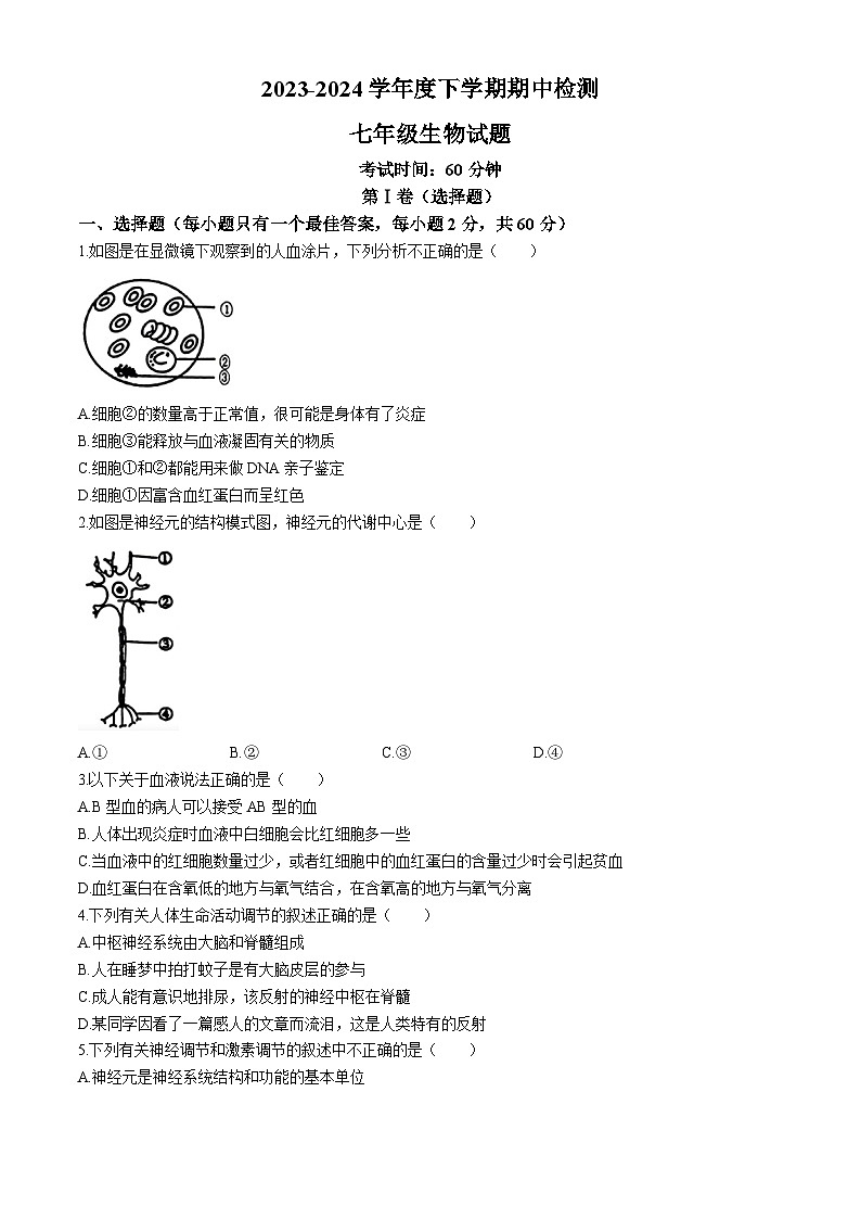 24，山东省日照市东港区新营中学2023-2024学年七年级下学期期中考试生物试题(无答案)第1页