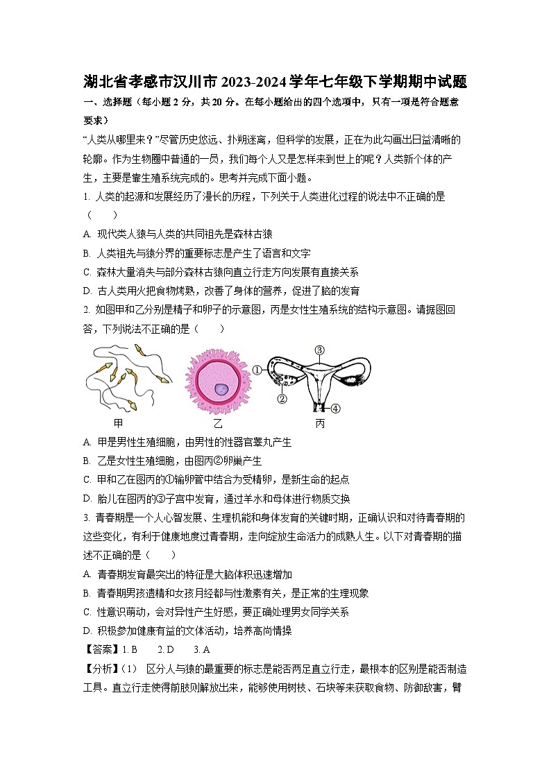 生物：湖北省孝感市汉川市2023-2024学年七年级下学期期中试题（解析版）01