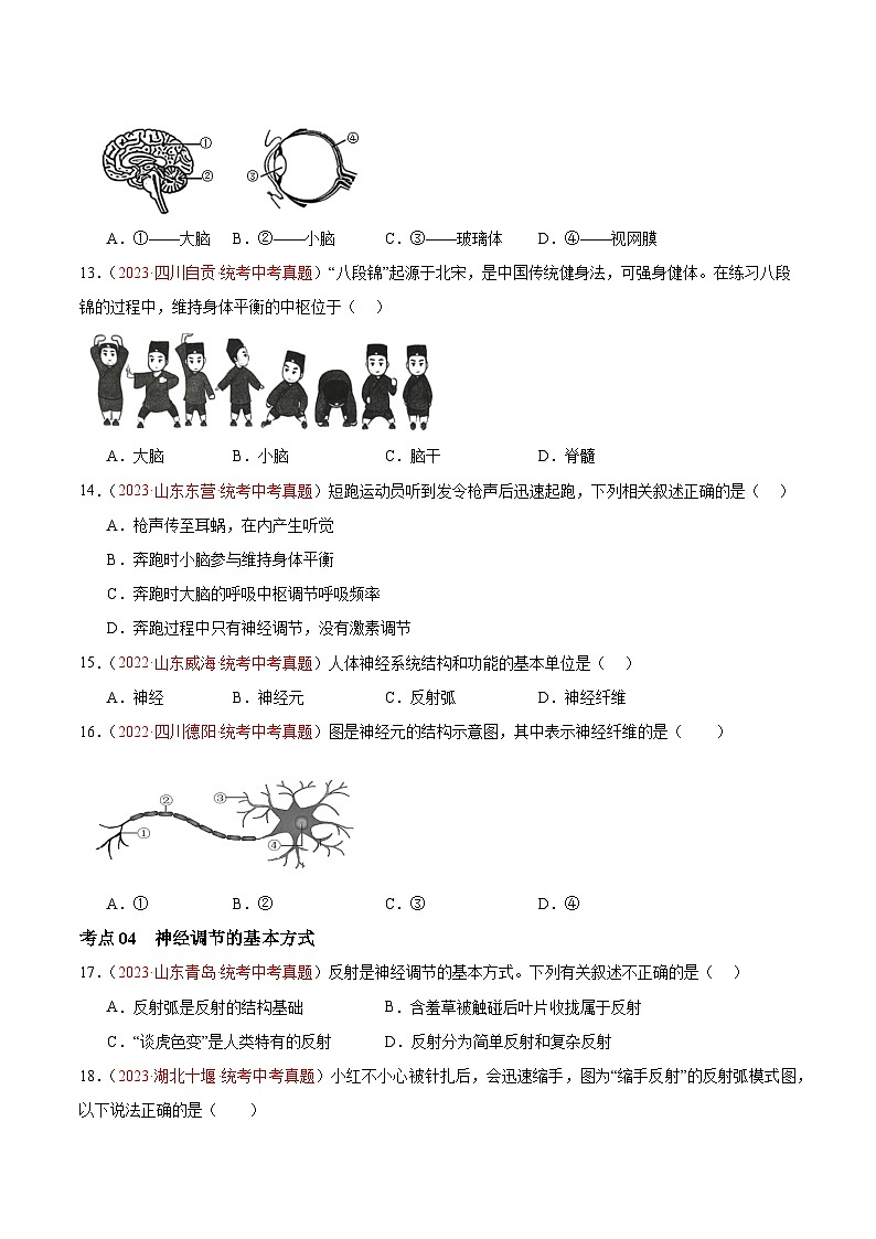专题14 人体生命活动的调节-备战2024年中考生物一轮复习考点帮（全国通用）（原卷版）第3页