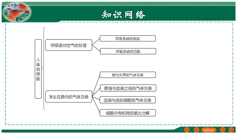 专题11 人体的呼吸-备战2024年中考生物一轮复习考点帮课件PPT03