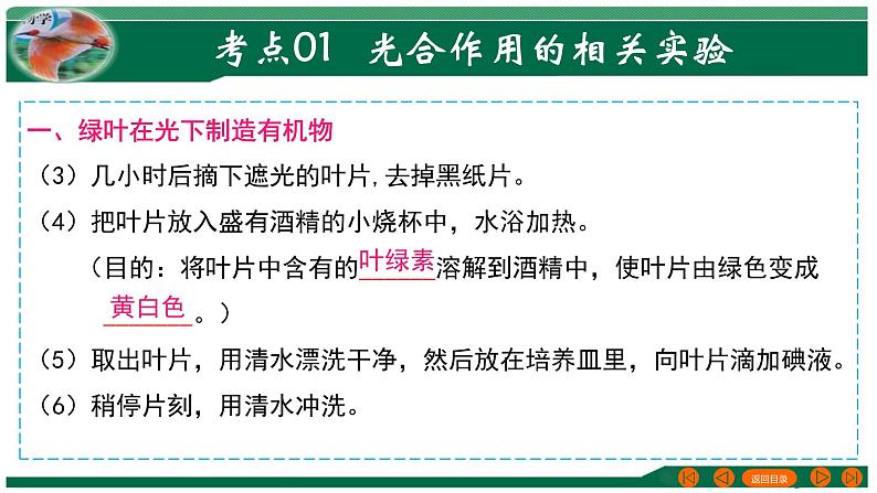 专题07 绿色植物的光合作用-备战2024年中考生物一轮复习考点帮课件PPT第5页