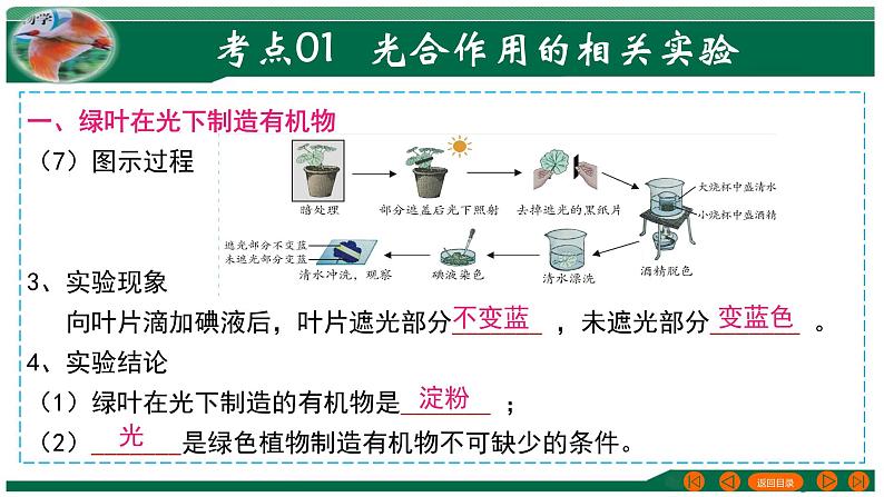 专题07 绿色植物的光合作用-备战2024年中考生物一轮复习考点帮课件PPT第6页