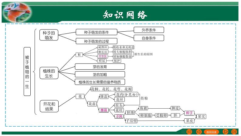 专题05 被子植物的一生-备战2024年中考生物一轮复习考点帮课件PPT03