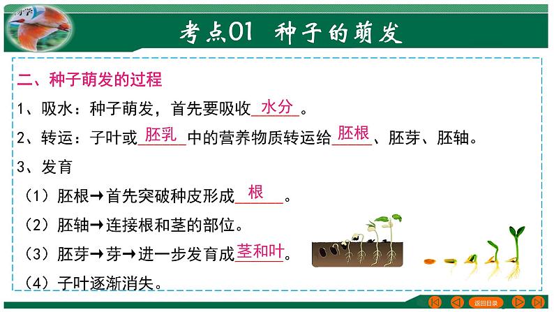 专题05 被子植物的一生-备战2024年中考生物一轮复习考点帮课件PPT05