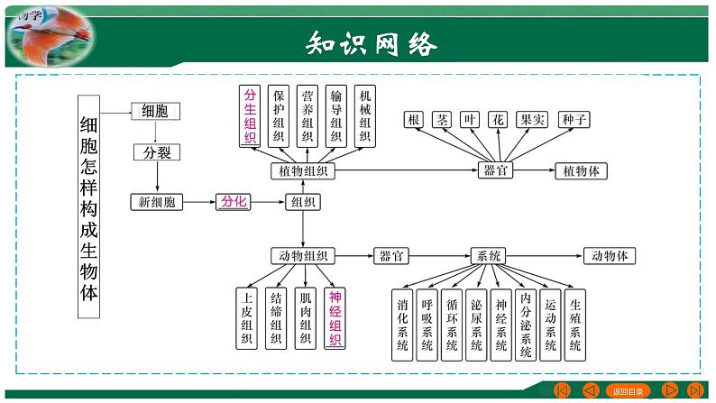 专题03 细胞怎样构成生物体-备战2024年中考生物一轮复习考点帮课件PPT第3页