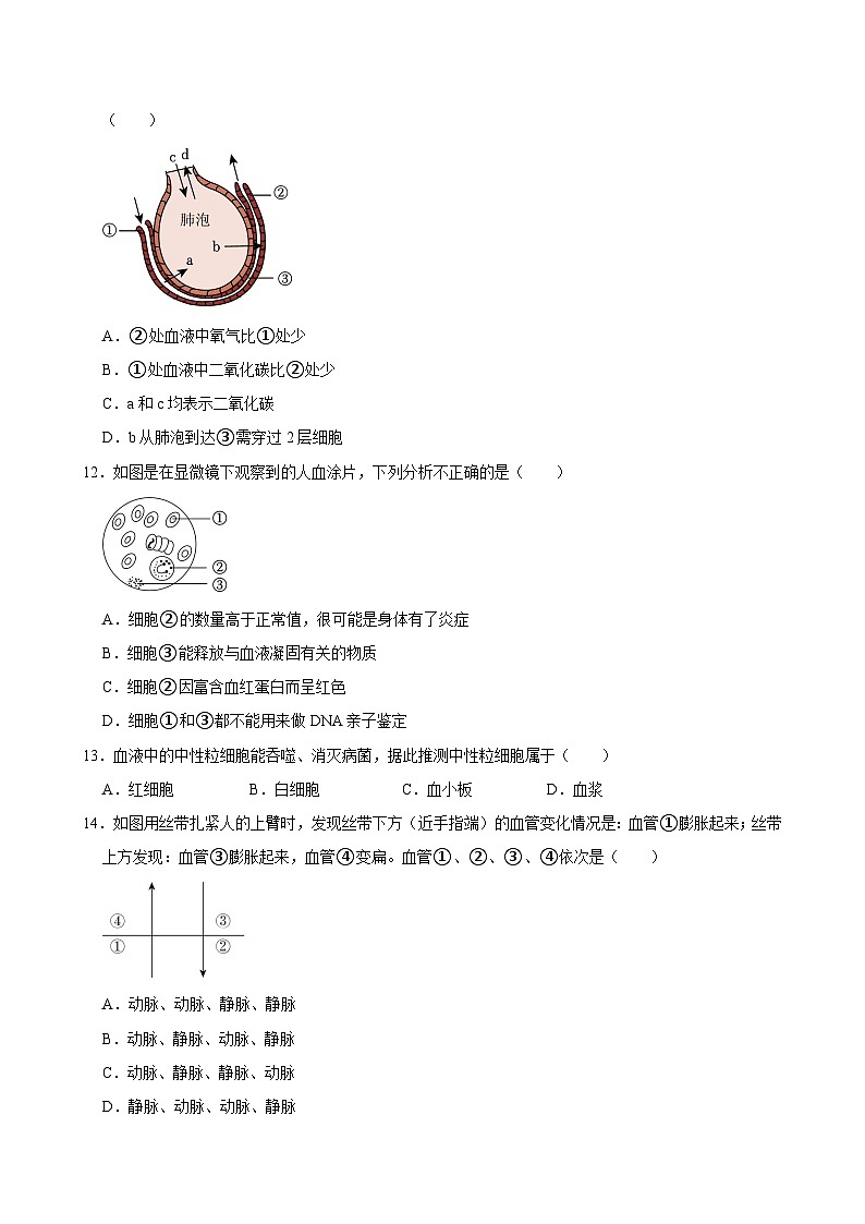 2023-2024学年山东省青岛市市北区七年级（下）期中生物试卷03