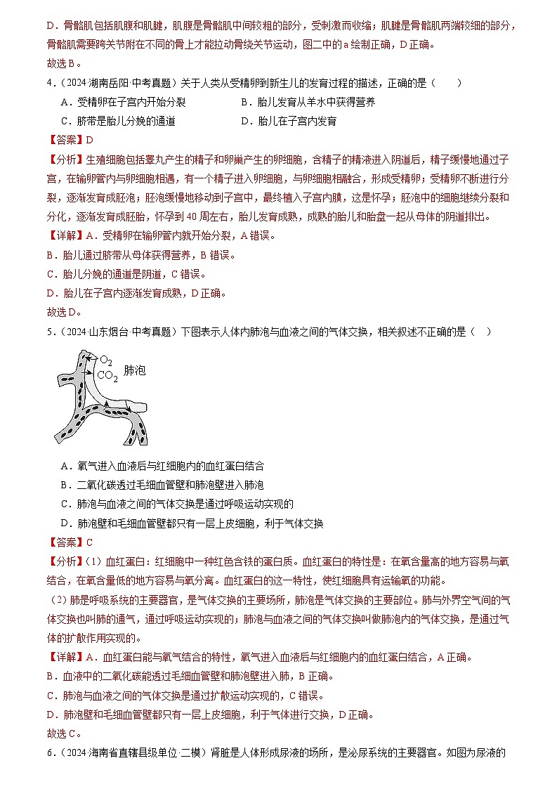 专题04 生物圈中的人(解析版)第3页