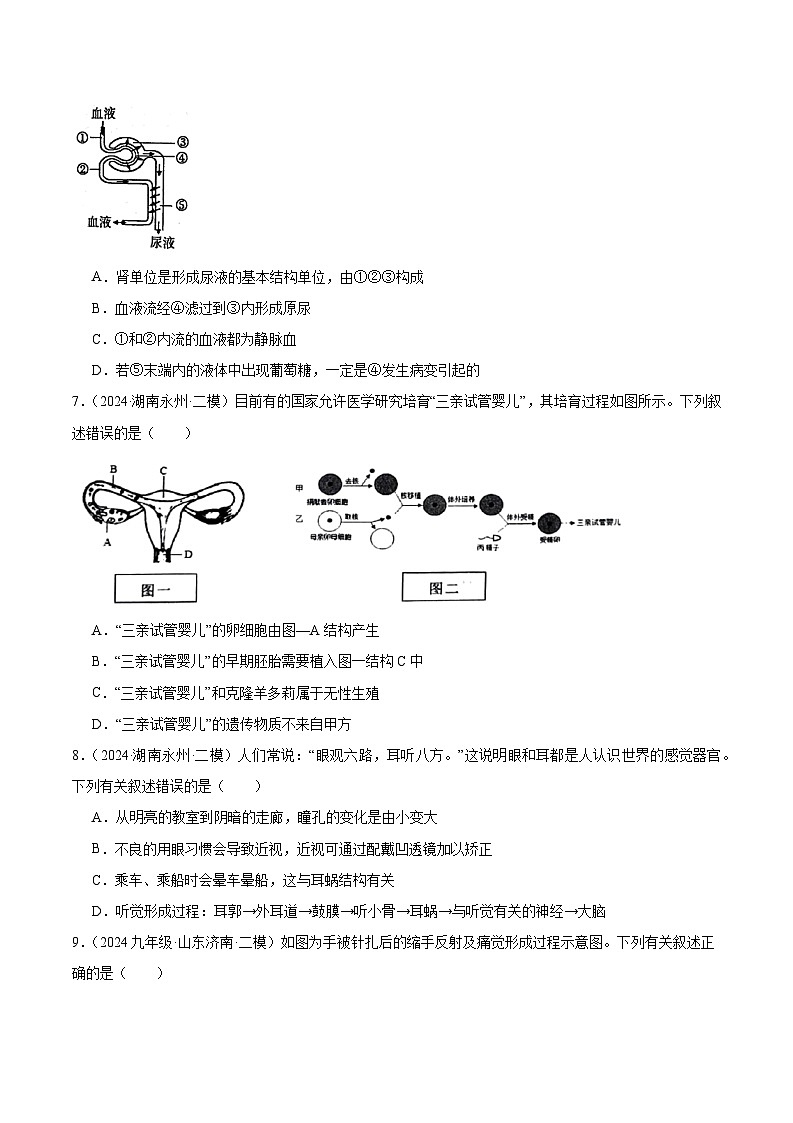 专题04 生物圈中的人 (试卷版)第3页