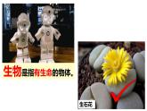 人教版七年级上册第一单元第一节《生物的特征》PPT课件