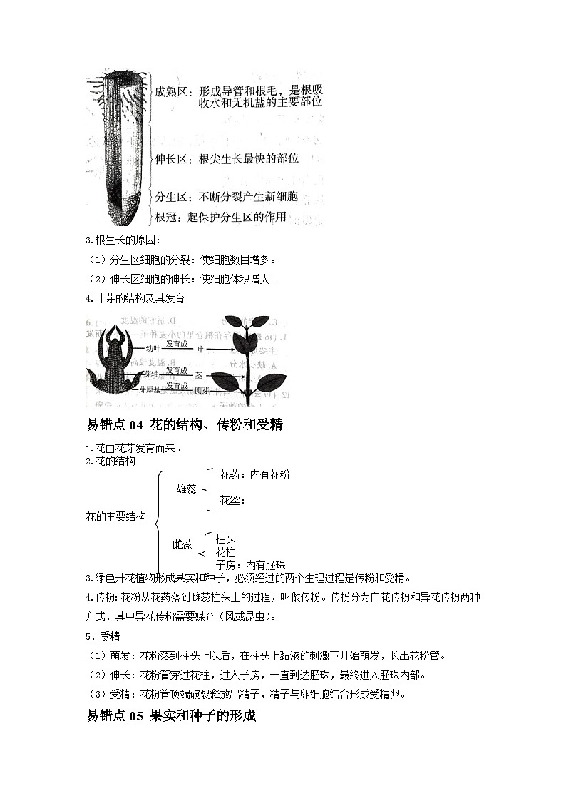 易错点04 被子植物的一生-2024年中考生物考试易错题（原卷版）第2页