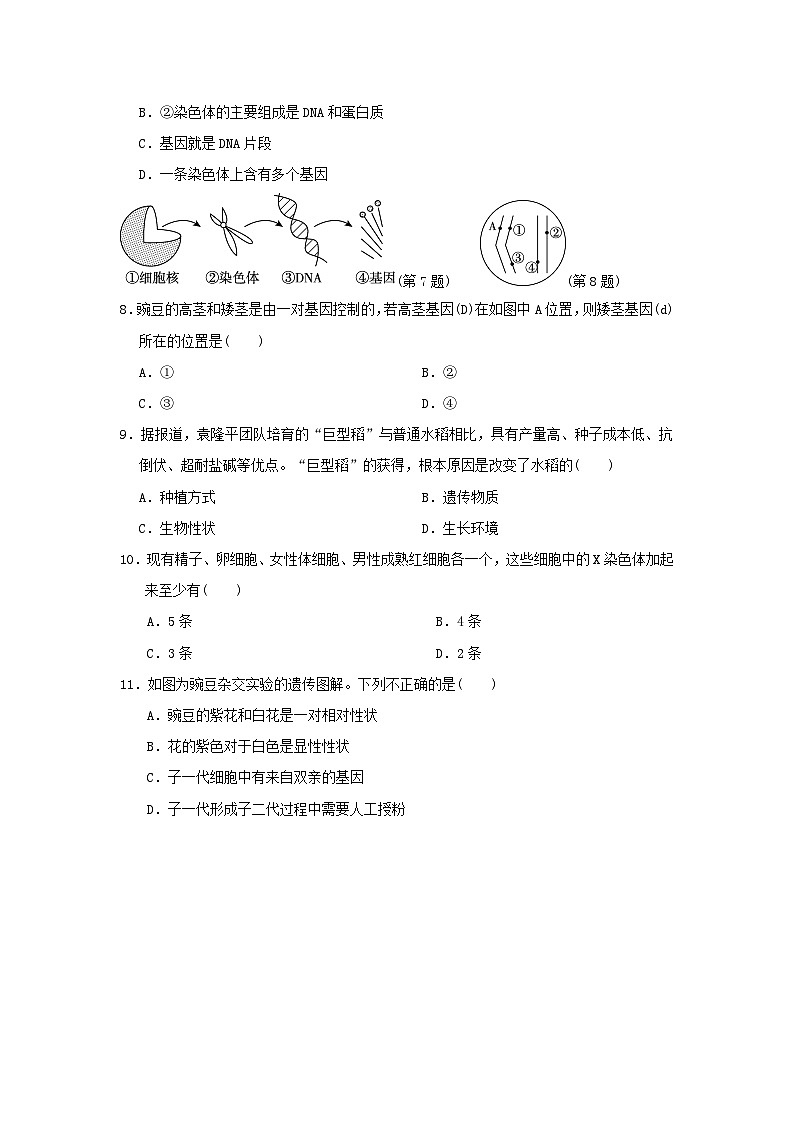 2024八年级生物下册第七单元生物圈中生命的延续和发展第二章生物的遗传和变异学情评估试卷（附答案人教版）02
