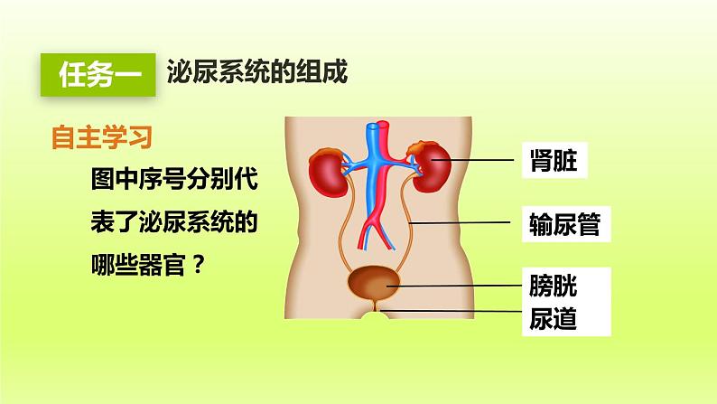 七下生物第四单元生物圈中的人第五章人体内废物的排出课件（人教版）第6页