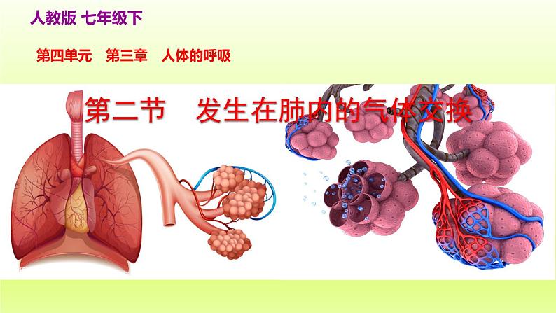 七下生物第四单元生物圈中的人第三章人体的呼吸第二节发生在肺内的气体交换课件（人教版）02