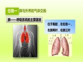 七下生物第四单元生物圈中的人第三章人体的呼吸第二节发生在肺内的气体交换课件（人教版）