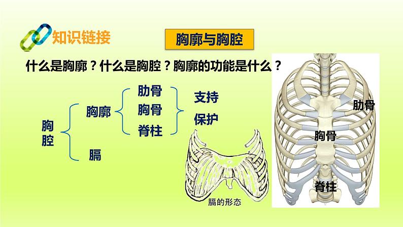 七下生物第四单元生物圈中的人第三章人体的呼吸第二节发生在肺内的气体交换课件（人教版）07