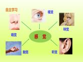 七下生物第四单元生物圈中的人第六章人体生命活动的调节第一节人体对外界环境的感知课件（人教版）