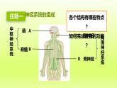七下生物第四单元生物圈中的人第六章人体生命活动的调节第二节神经系统的组成课件（人教版）