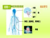 七下生物第四单元生物圈中的人第六章人体生命活动的调节第二节神经系统的组成课件（人教版）