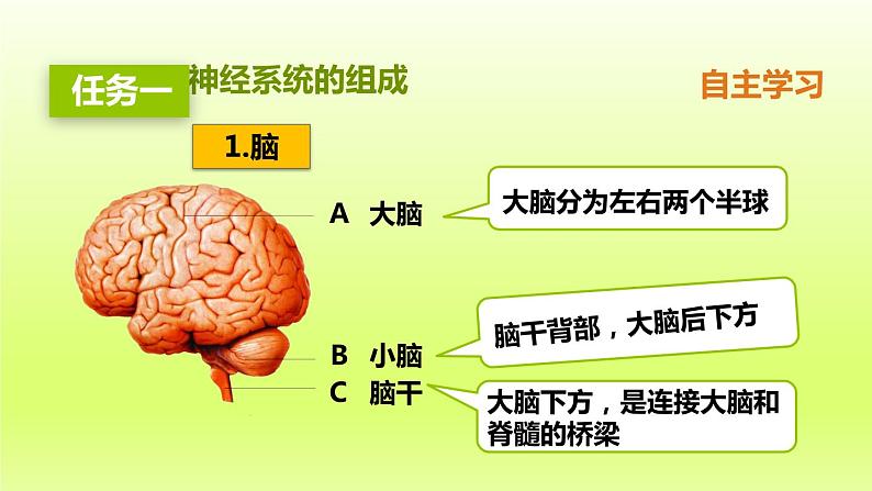 七下生物第四单元生物圈中的人第六章人体生命活动的调节第二节神经系统的组成课件（人教版）06