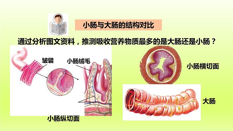 七下生物第四单元生物圈中的人第二章人体的营养第二节消化和吸收第2课时营养物质的吸收课件（人教版）04