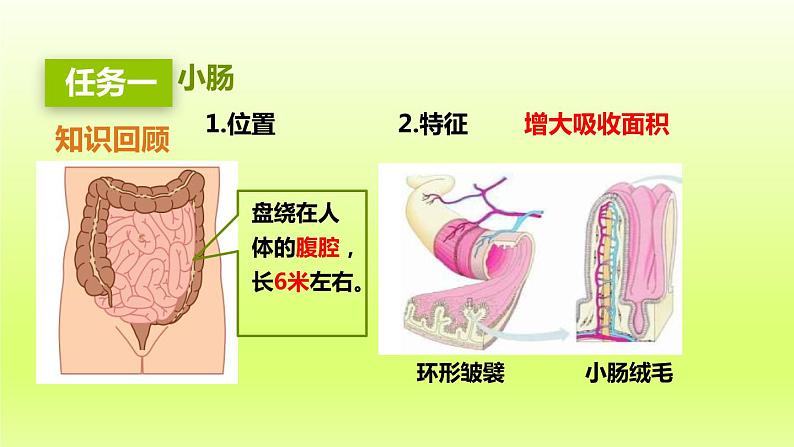 七下生物第四单元生物圈中的人第二章人体的营养第二节消化和吸收第2课时营养物质的吸收课件（人教版）05