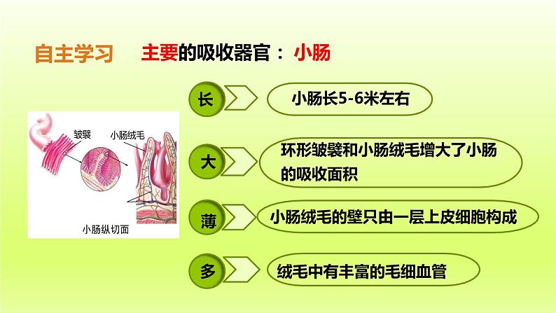 七下生物第四单元生物圈中的人第二章人体的营养第二节消化和吸收第2课时营养物质的吸收课件（人教版）06