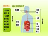 七下生物第四单元生物圈中的人第二章人体的营养第二节消化和吸收第1课时食物的消化课件（人教版）