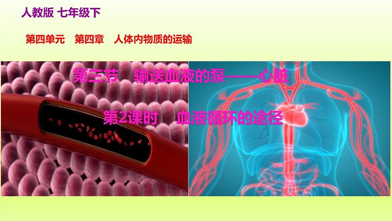 七下生物第四单元生物圈中的人第四章第三节输送血液的泵-心脏第2课时血液循环的途径课件（人教版）第2页