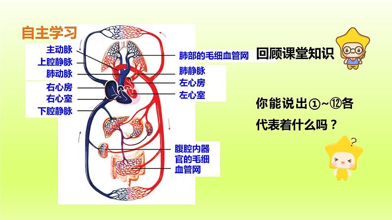 七下生物第四单元生物圈中的人第四章第三节输送血液的泵-心脏第2课时血液循环的途径课件（人教版）第4页