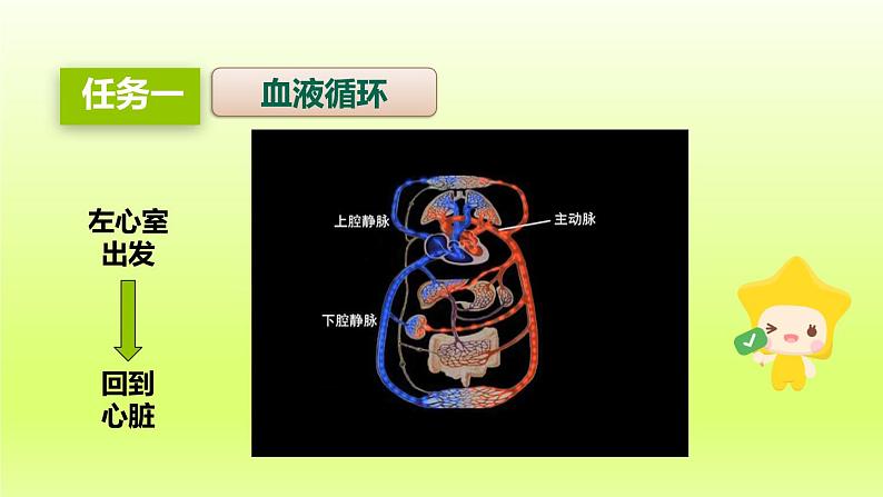 七下生物第四单元生物圈中的人第四章第三节输送血液的泵-心脏第2课时血液循环的途径课件（人教版）第6页