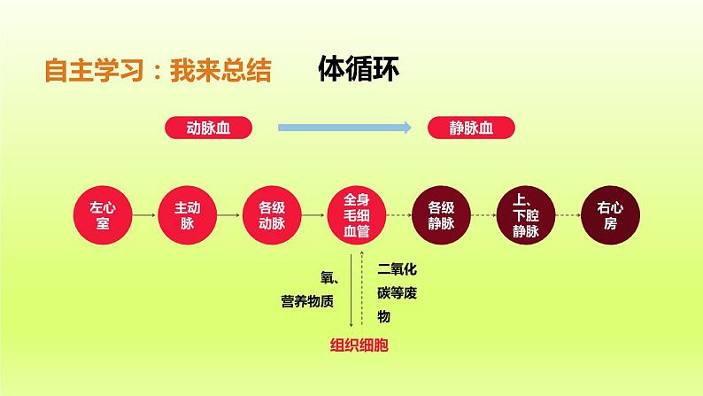 七下生物第四单元生物圈中的人第四章第三节输送血液的泵-心脏第2课时血液循环的途径课件（人教版）第8页