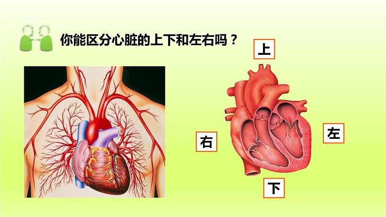 七下生物第四单元生物圈中的人第四章第三节输送血液的泵-心脏第1课时心脏的结构和功能课件（人教版）第5页