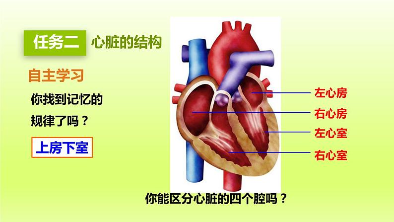 七下生物第四单元生物圈中的人第四章第三节输送血液的泵-心脏第1课时心脏的结构和功能课件（人教版）第7页