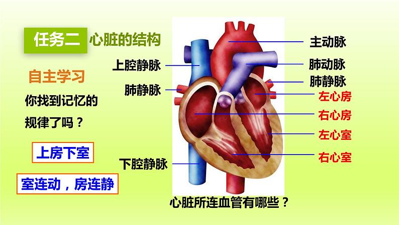 七下生物第四单元生物圈中的人第四章第三节输送血液的泵-心脏第1课时心脏的结构和功能课件（人教版）第8页