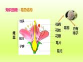 八下生物第七单元生物圈中生命的延续和发展第一章生物的生殖和发育第一节植物的生殖课件（人教版）