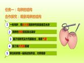 八下生物第七单元生物圈中生命的延续和发展第一章生物的生殖和发育第四节鸟的生殖和发育课件（人教版）