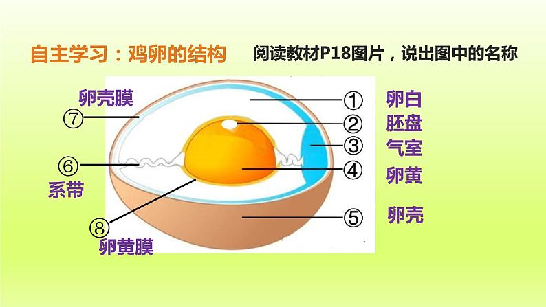 八下生物第七单元生物圈中生命的延续和发展第一章生物的生殖和发育第四节鸟的生殖和发育课件（人教版）第7页