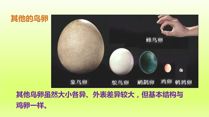 八下生物第七单元生物圈中生命的延续和发展第一章生物的生殖和发育第四节鸟的生殖和发育课件（人教版）第8页