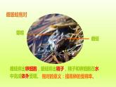 八下生物第七单元生物圈中生命的延续和发展第一章生物的生殖和发育第三节两栖动物的生殖和发育课件（人教版）