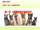 八下生物第七单元生物圈中生命的延续和发展第二章生物的遗传与变异第一节基因控制生物的性状课件（人教版）