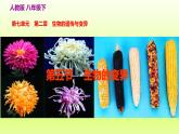 八下生物第七单元生物圈中生命的延续和发展第二章生物的遗传与变异第五节生物的变异课件（人教版）