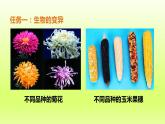 八下生物第七单元生物圈中生命的延续和发展第二章生物的遗传与变异第五节生物的变异课件（人教版）