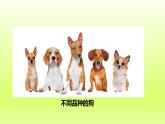 八下生物第七单元生物圈中生命的延续和发展第二章生物的遗传与变异第五节生物的变异课件（人教版）
