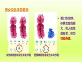 八下生物第七单元生物圈中生命的延续和发展第二章生物的遗传与变异第四节人的性别遗传课件（人教版）