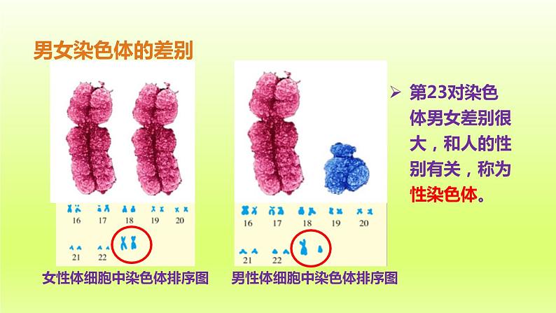 八下生物第七单元生物圈中生命的延续和发展第二章生物的遗传与变异第四节人的性别遗传课件（人教版）第5页