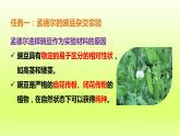 八下生物第七单元生物圈中生命的延续和发展第二章生物的遗传与变异第三节基因的显性和隐性课件（人教版）