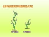 八下生物第七单元生物圈中生命的延续和发展第二章生物的遗传与变异第三节基因的显性和隐性课件（人教版）